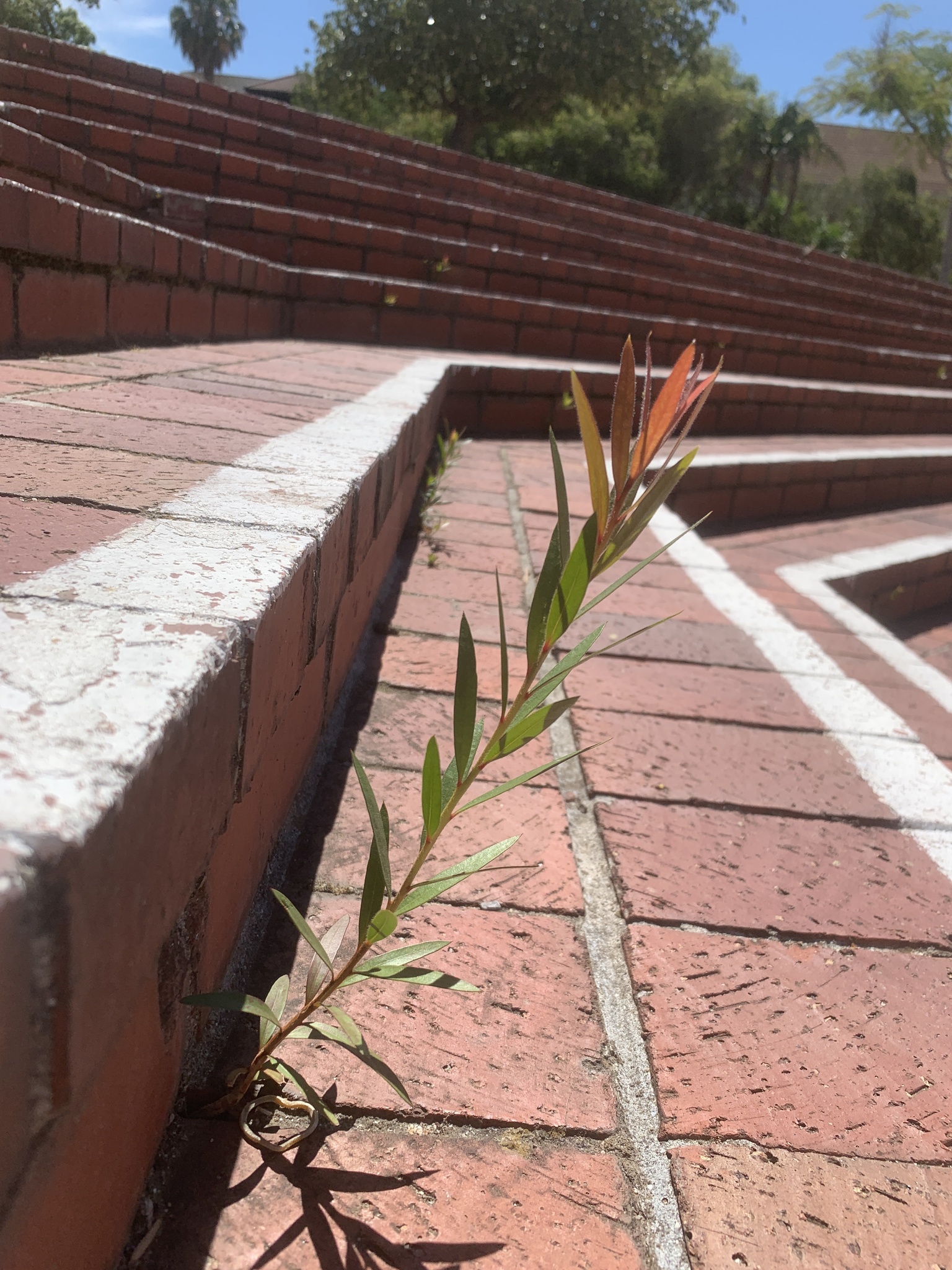 Callistemon viminalis