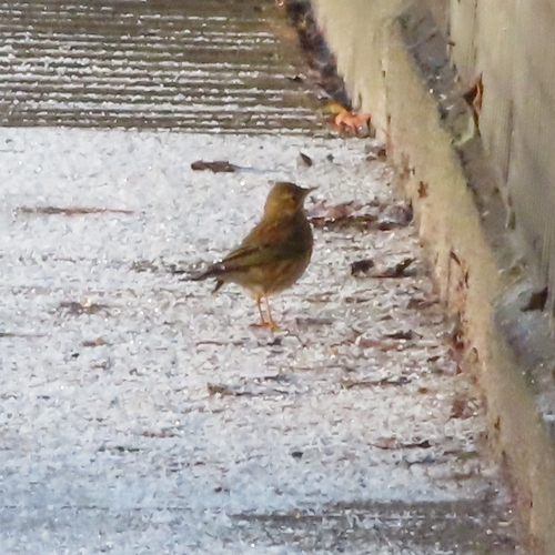 Meadow Pipit (Anthus pratensis), photo 5
