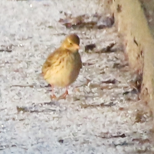 Meadow Pipit (Anthus pratensis), photo 6