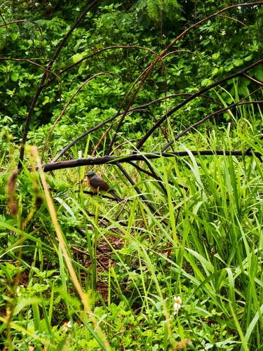 Cacomantis variolosus