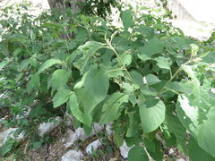 Solanum erianthum
