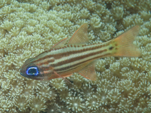 Blue-eye cardinalfish (Ostorhinchus compressus) — Apogonidae — 4