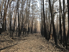 Eucalyptus fraxinoides