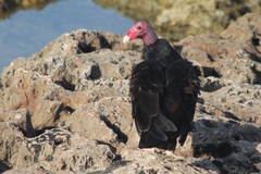 Cathartes aura
