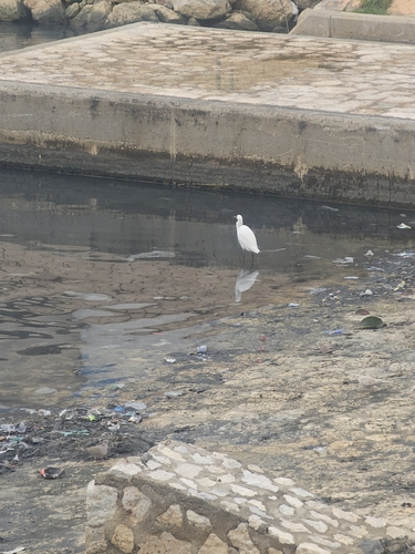 Little Egret (Egretta garzetta), photo 8