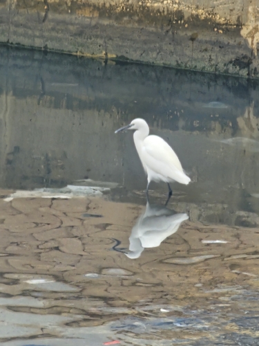 Little Egret (Egretta garzetta), photo 9