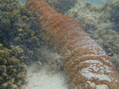 Stichopus herrmanni