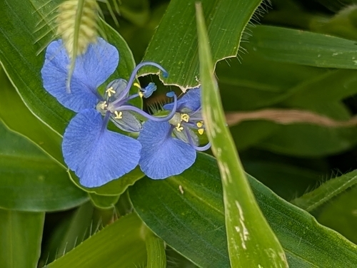 Rat's-ear (Commelina forskaolii)