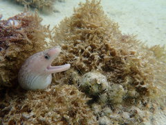 Gymnothorax cribroris