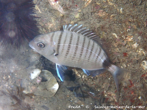 White seabream (Diplodus sargus) — Sparidae