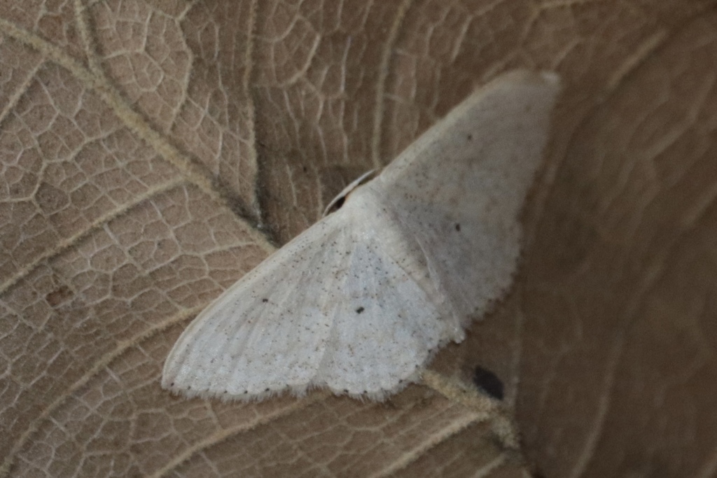 Scopula benitaria