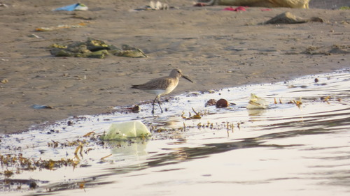 Dunlin