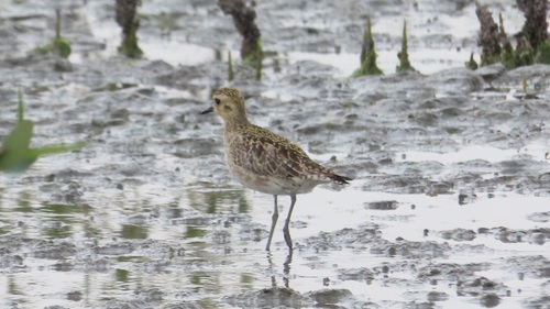 Pacific Golden-Plover