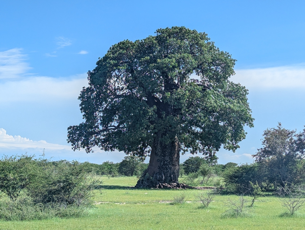 Bao báp – Adansonia digitata