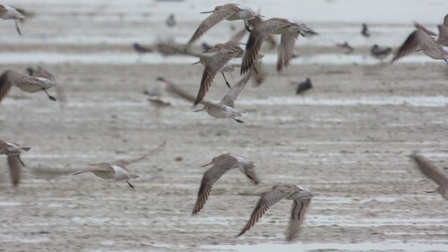 Bar-tailed Godwit