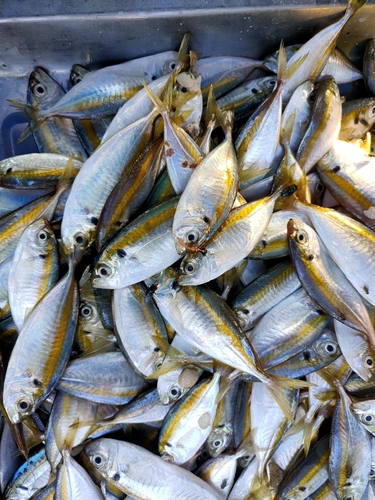 Gold-banded scad (Selaroides leptolepis) — Carangidae