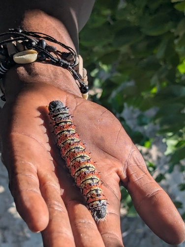Mopane Worm