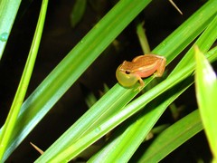 Dendropsophus nanus