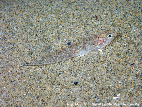 Marbled goby (Pomatoschistus marmoratus) — Gobiidae