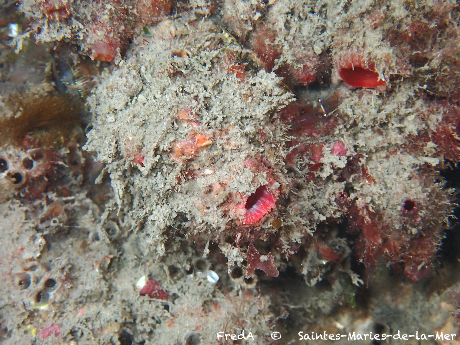 Pyura dura (Heller, 1877)