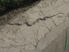 Hemorrhois ravergieri