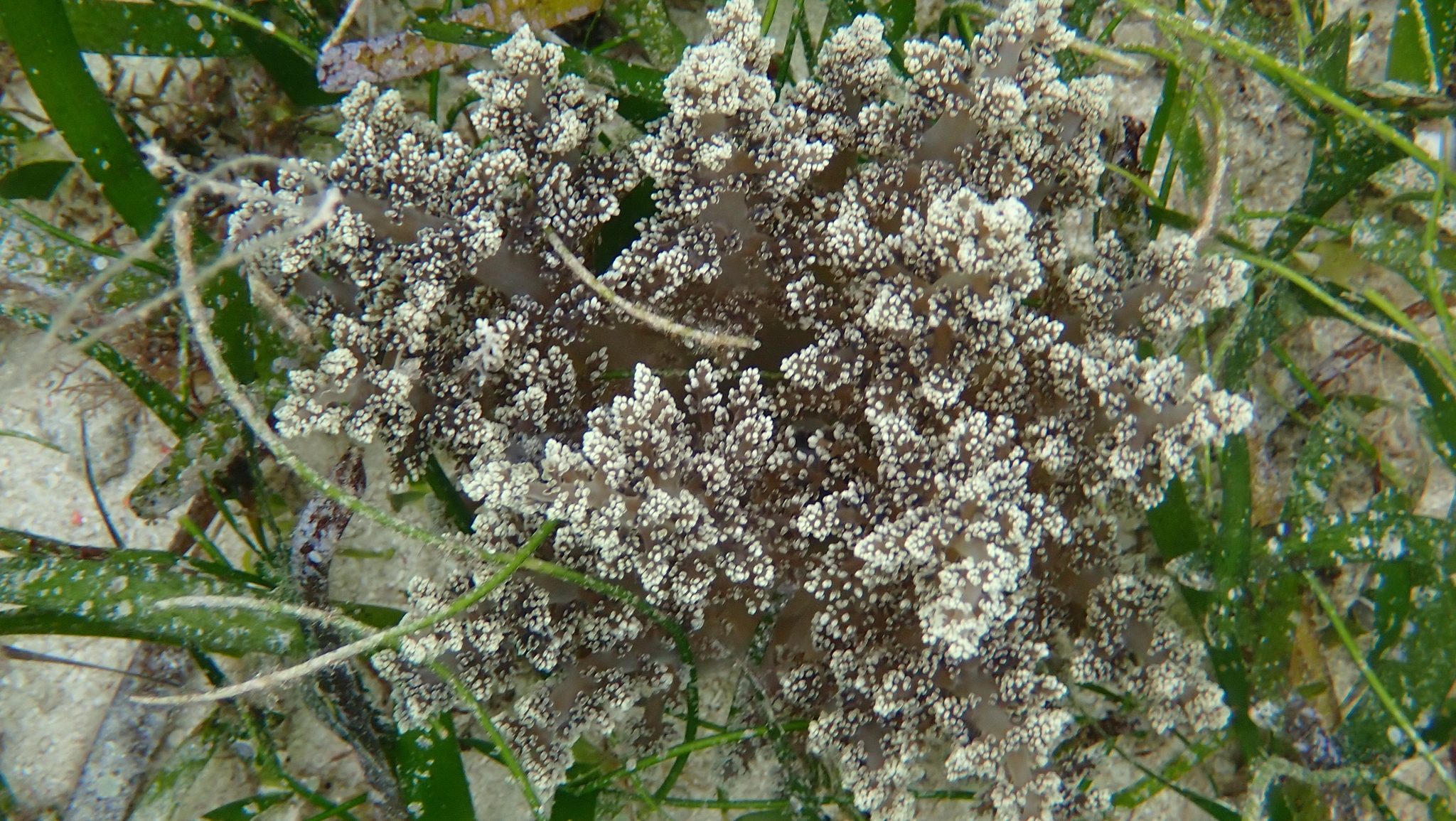 Actinodendron arboreum (Quoy & Gaimard, 1833)