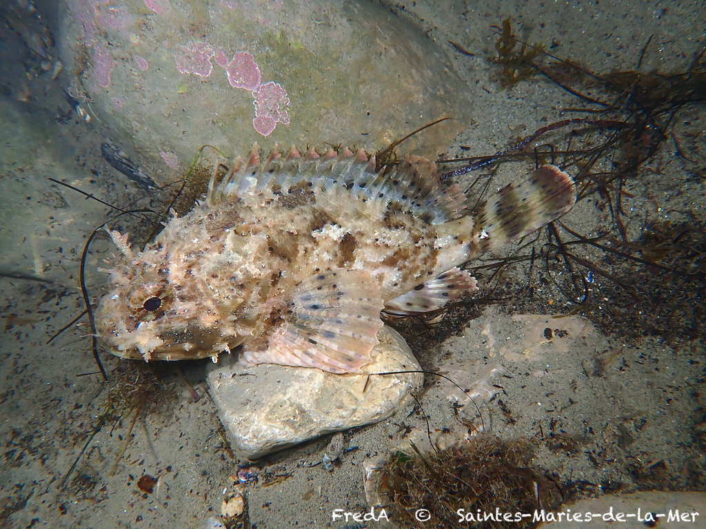 Black scorpionfish (Scorpaena porcus) — Scorpaenidae