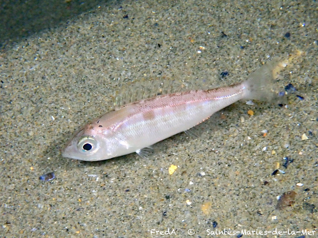 Picarel (Spicara smaris) — Sparidae