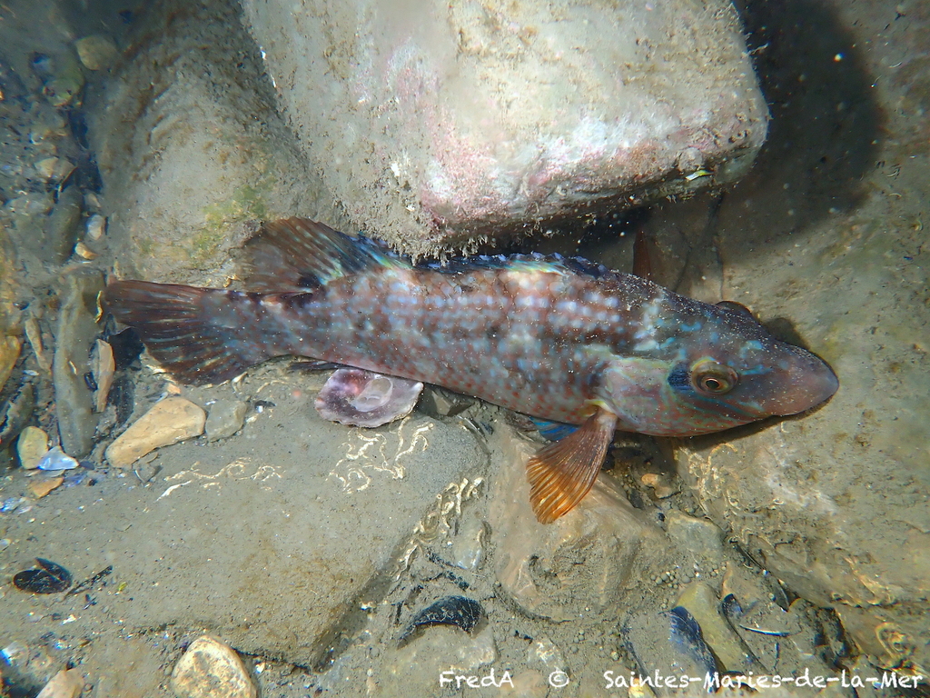 Corkwing wrasse (Symphodus melops) — Labridae
