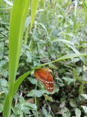 Anartia amathea