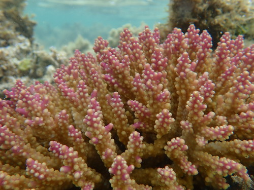 Acropora secale