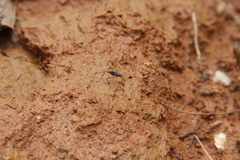 Hoplocheiloma maculosum