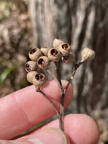 White Mahogany (Eucalyptus acmenoides)