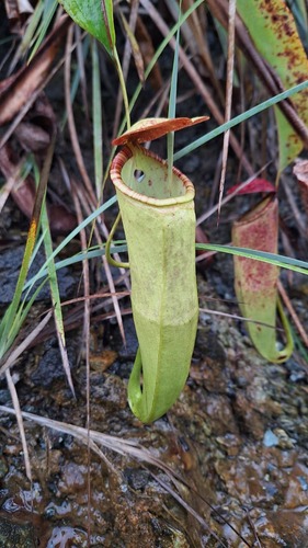 Nepenthes mirabilis