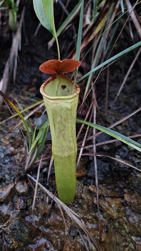 Nepenthes mirabilis