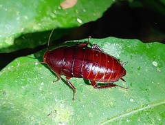 Eurycotis quadrisquamata