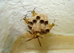 Mischocyttarus cerberus