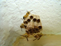 Mischocyttarus cerberus