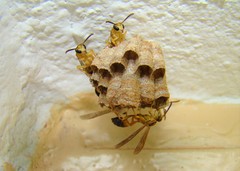 Mischocyttarus cerberus