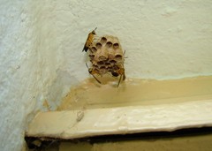 Mischocyttarus cerberus