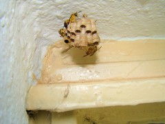 Mischocyttarus cerberus