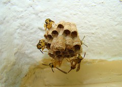 Mischocyttarus cerberus