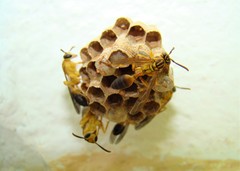 Mischocyttarus cerberus