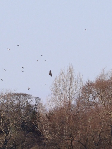 Common Buzzard (Buteo buteo), photo 7