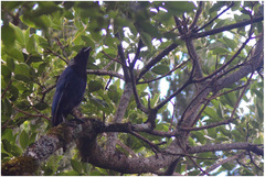Cyanocorax caeruleus