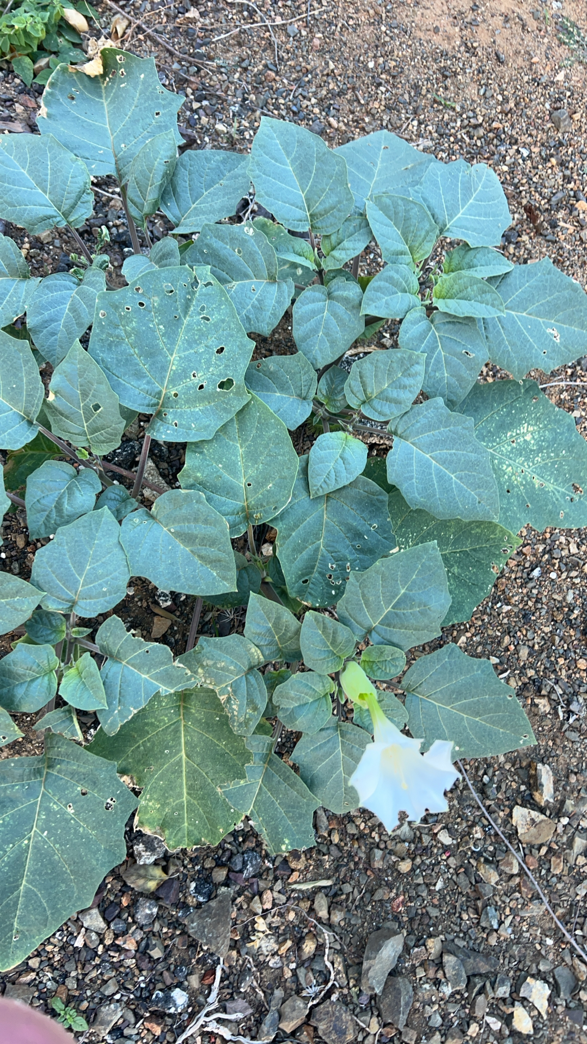 Datura inoxia