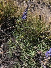 Lupinus costaricensis