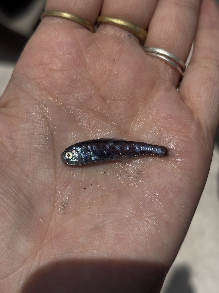 Stubby Lanternfish