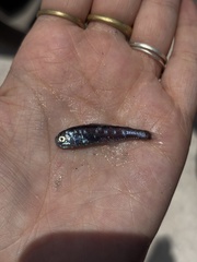 Stubby Lanternfish photo 1