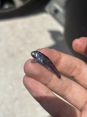 Stubby Lanternfish photo 3